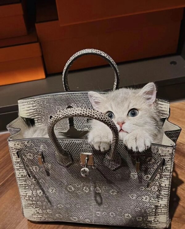 DDMode Factory Brikin Lizard Original color Silver Hardware 25cm Full Handmade